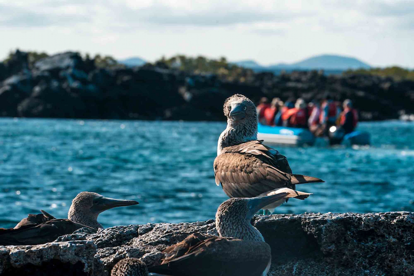 Galapagos Central and North Islands cruising vacation