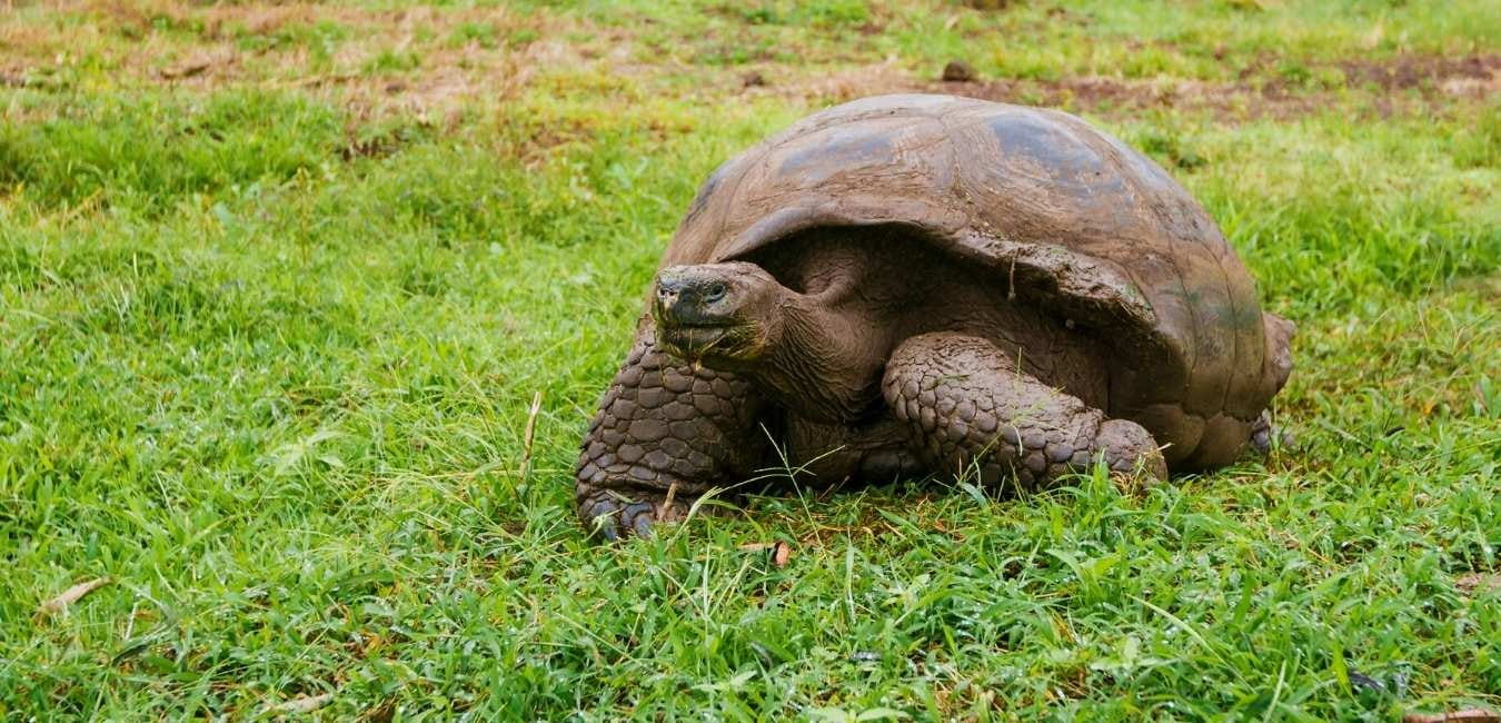 Estación Científica Charles Darwin | Giant tortoise | Galapagos Islands