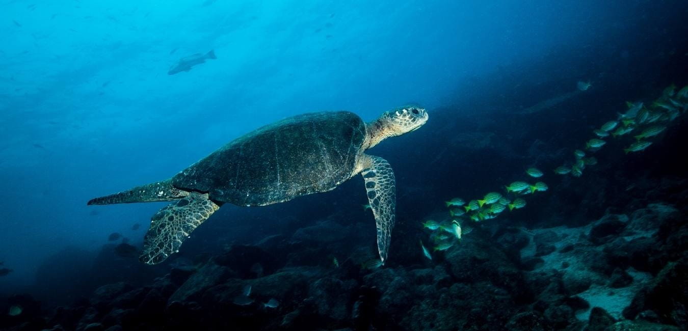 Bahía Elizabeth | Marine turtle | Galapagos Islands